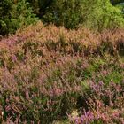 Heidelandschaft im Herbstkleid