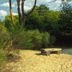 Heidelandschaft im Rombergpark Dortmund