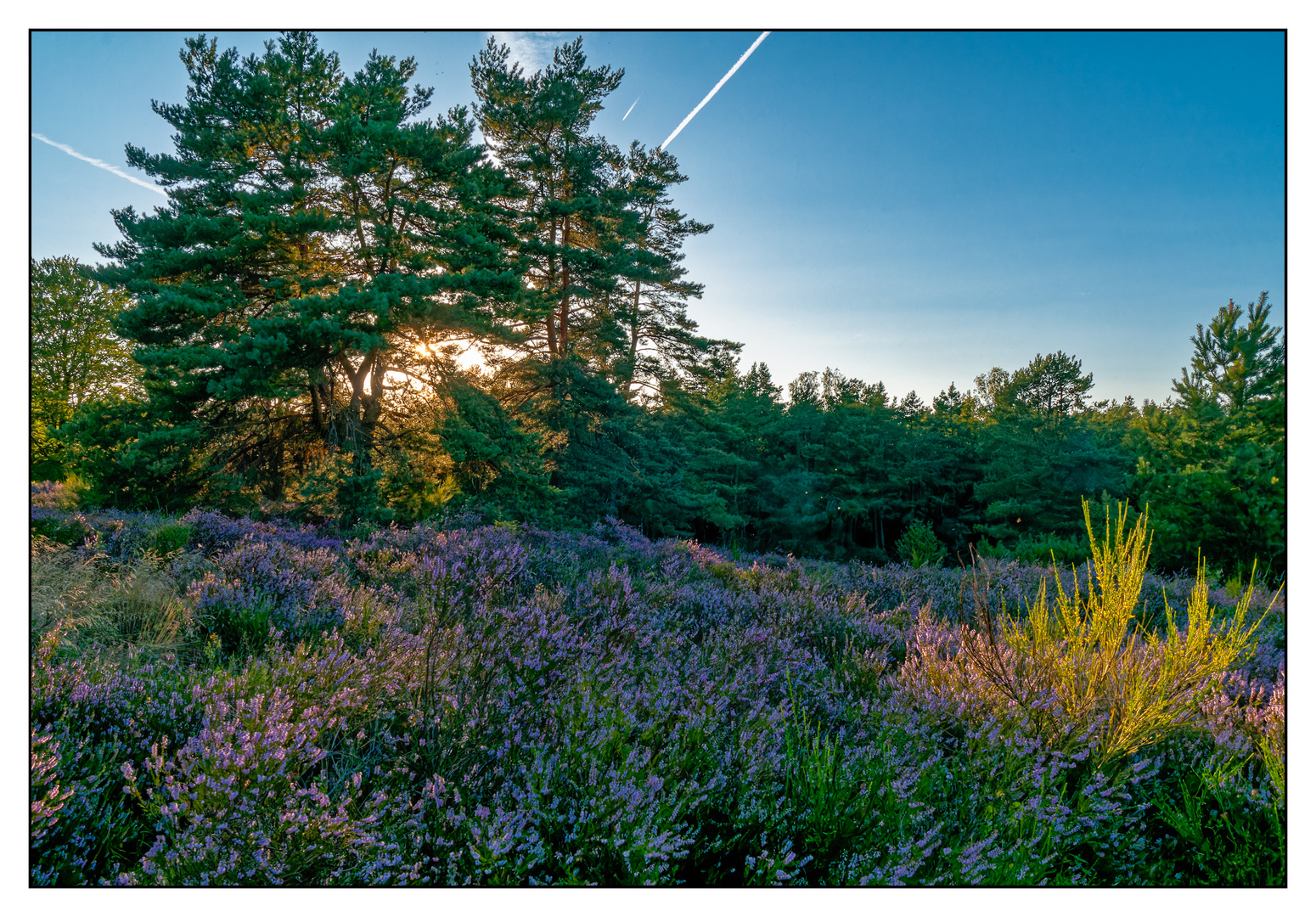 Heidelandschaft im Sommer