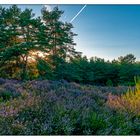 Heidelandschaft im Sommer