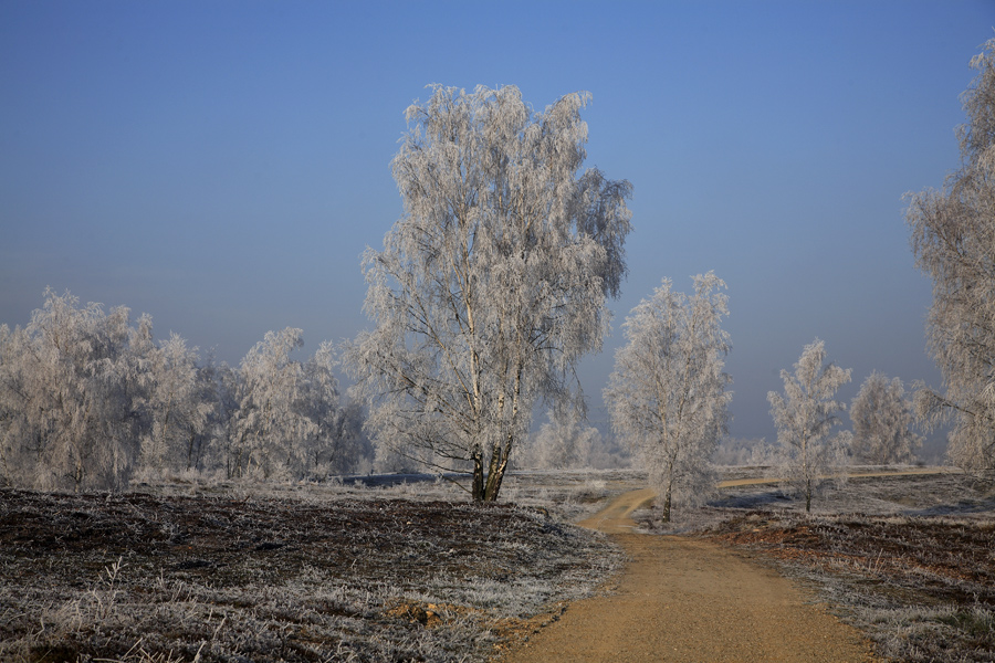 Heidelandschaft im Winter von Petra Dindas