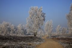 Heidelandschaft im Winter