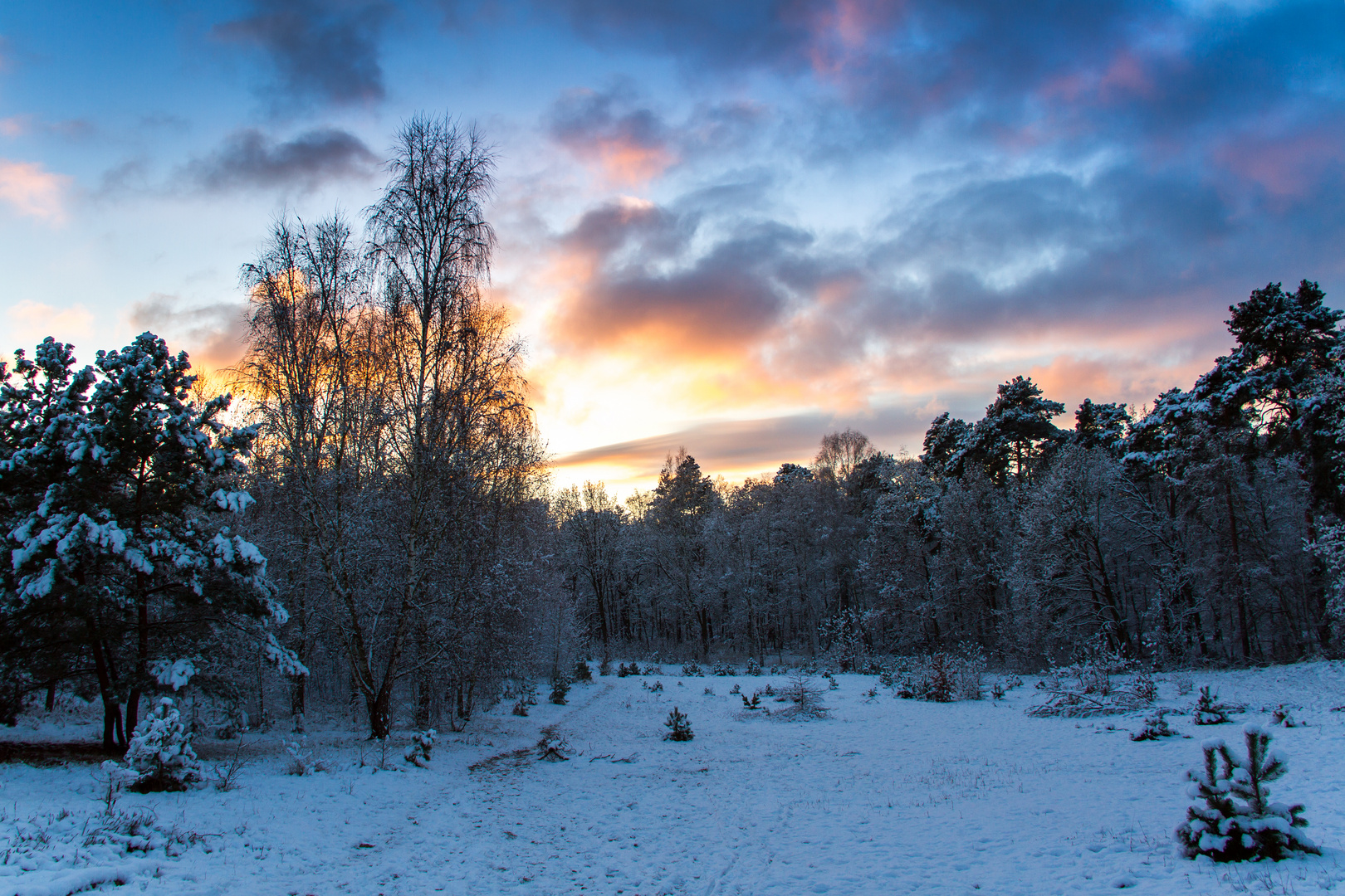 Heidelandschaft im Winterkleid