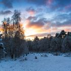 Heidelandschaft im Winterkleid