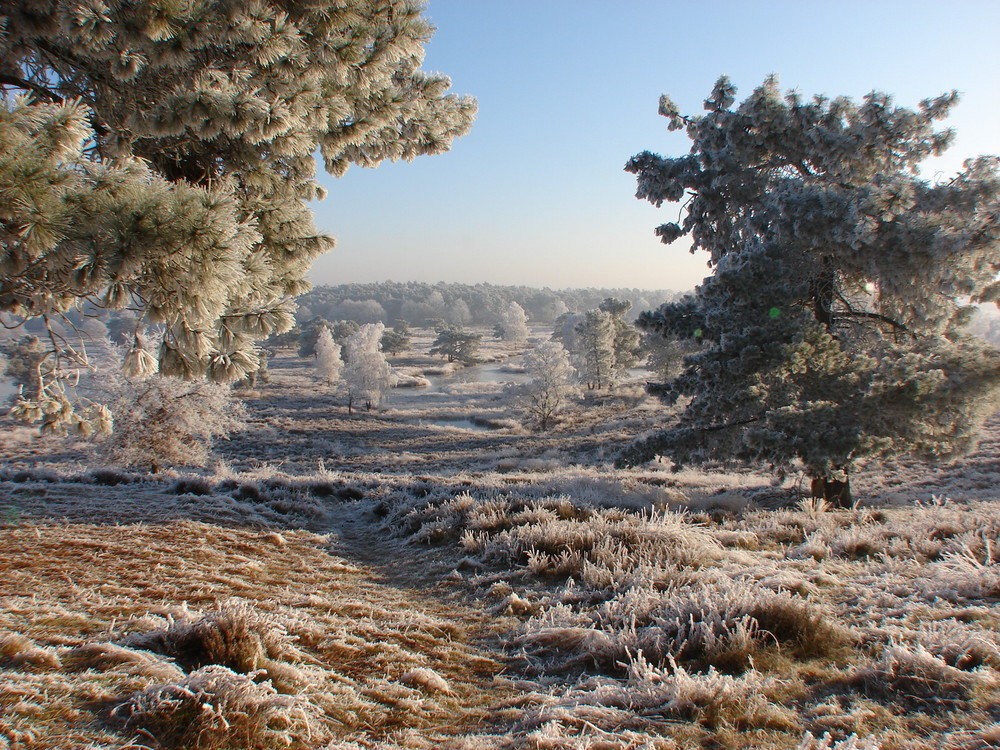 Heidelandschaft in Holland.