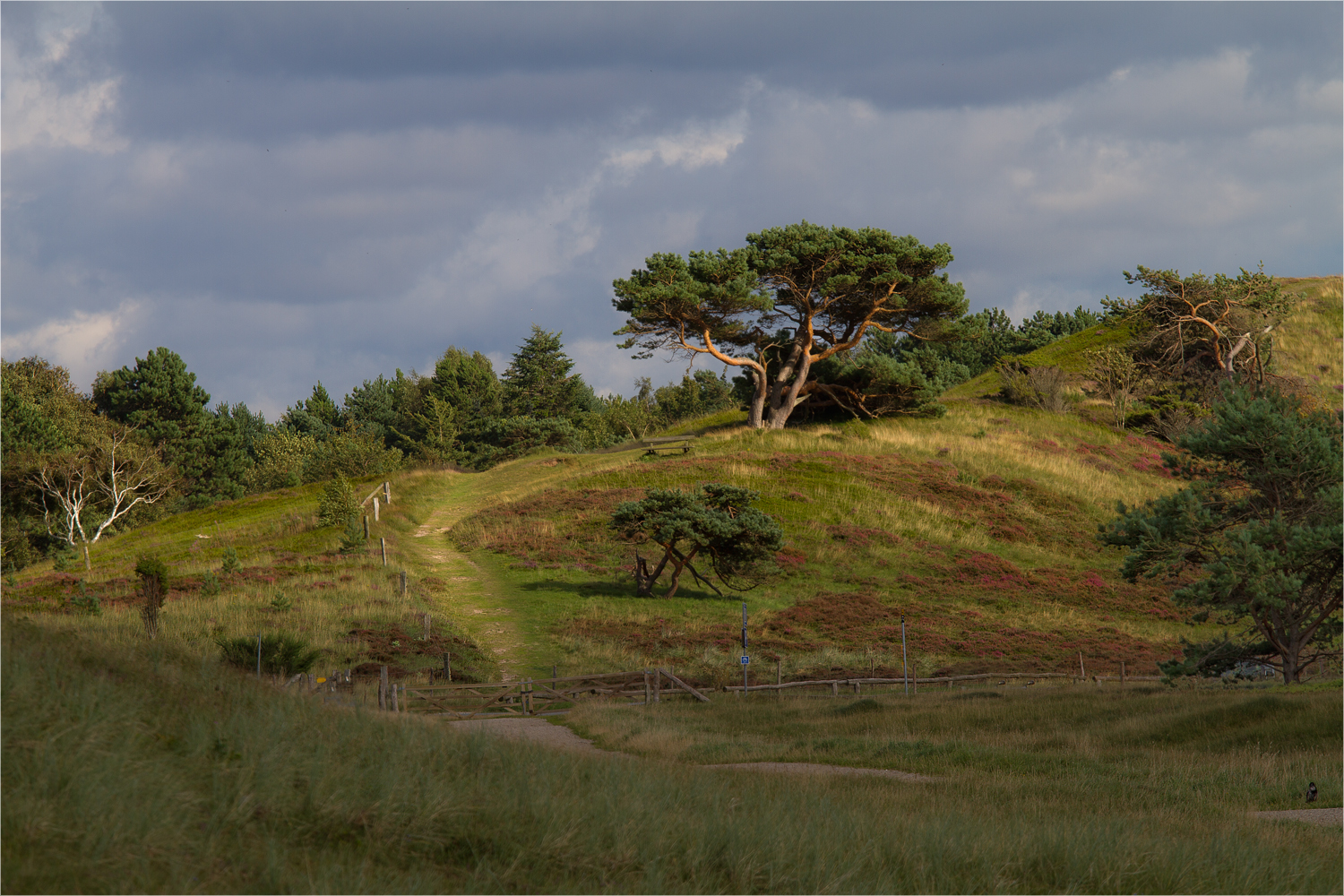 Heidelandschaft in Nordseeland