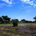 Heidelandschaft Insel Hiddensee 2017