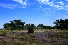 Heidelandschaft Insel Hiddensee 2017