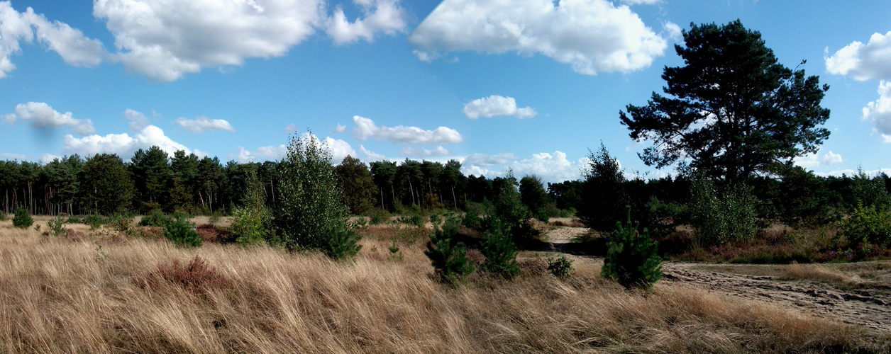 Heidelandschaft Luyksgestel