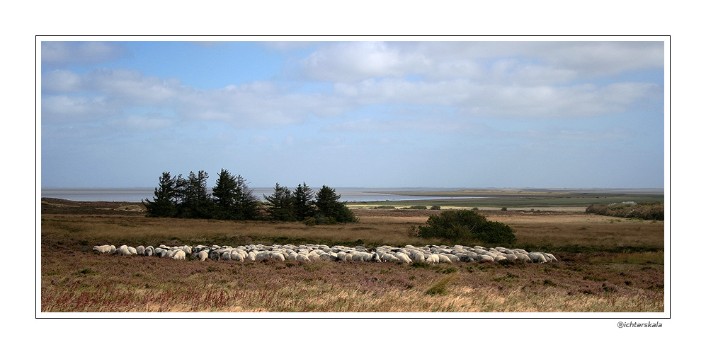 Heidelandschaft - Sylt