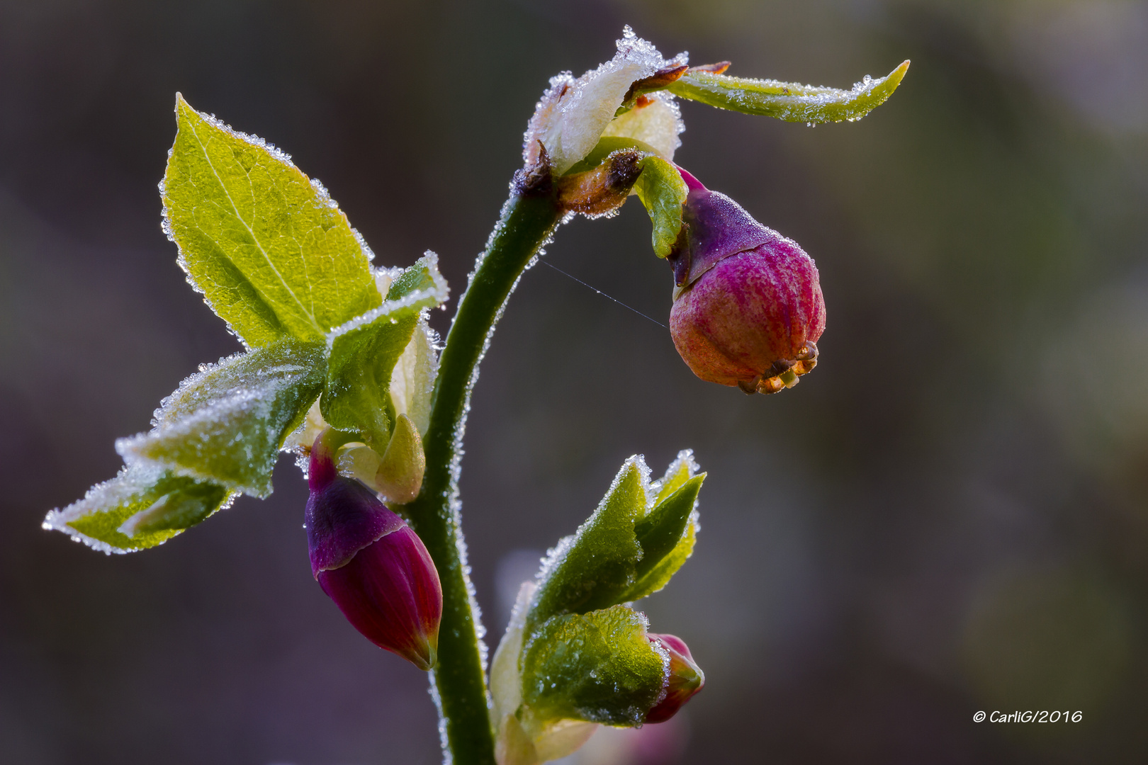 Heidelbeer- Blüte