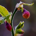 Heidelbeer- Blüte