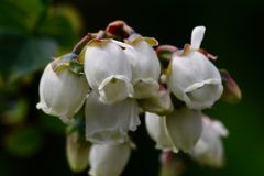 Heidelbeer - Blüte