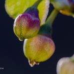 Heidelbeer- Blüte/2
