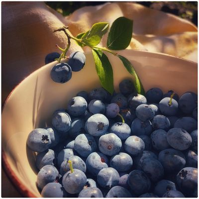 HEIDELBEER ERNTEZEIT