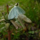 Heidelbeer-Grünspanner  (Jodis pututa)