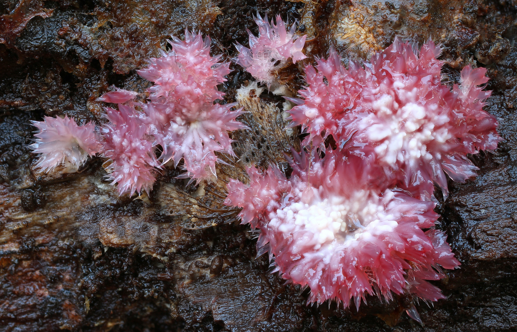 Heidelbeer-Kammpilz ( PHLEBIA CENTRIFUGA (SYN. PHLEBIA ZENTRIFUGA)