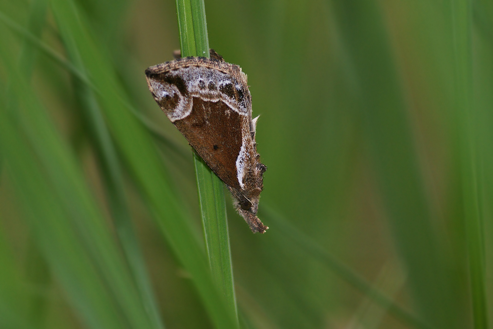 Heidelbeer-Schnabeleule (Hypena crassalis)