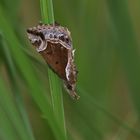 Heidelbeer-Schnabeleule (Hypena crassalis)