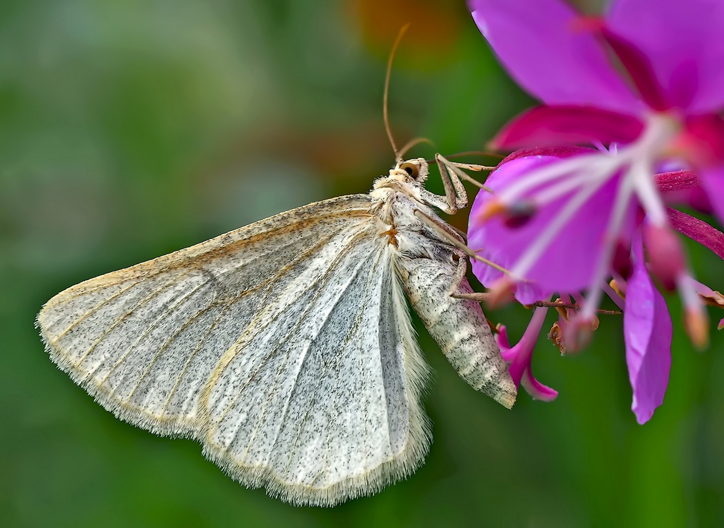 Heidelbeer-Steinspanner (Gnophos obfuscata). - La Gnophos trompée.