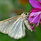 Heidelbeer-Steinspanner (Gnophos obfuscata). - La Gnophos trompée.