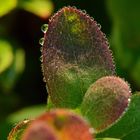 Heidelbeerblatt mit Tautropfenkranz