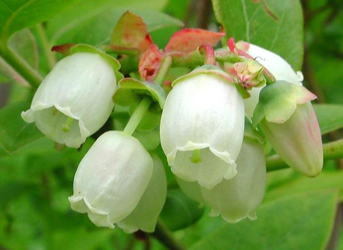Heidelbeerblüte Foto & Bild pflanzen, pilze & flechten, blüten & kleinpflanzen
