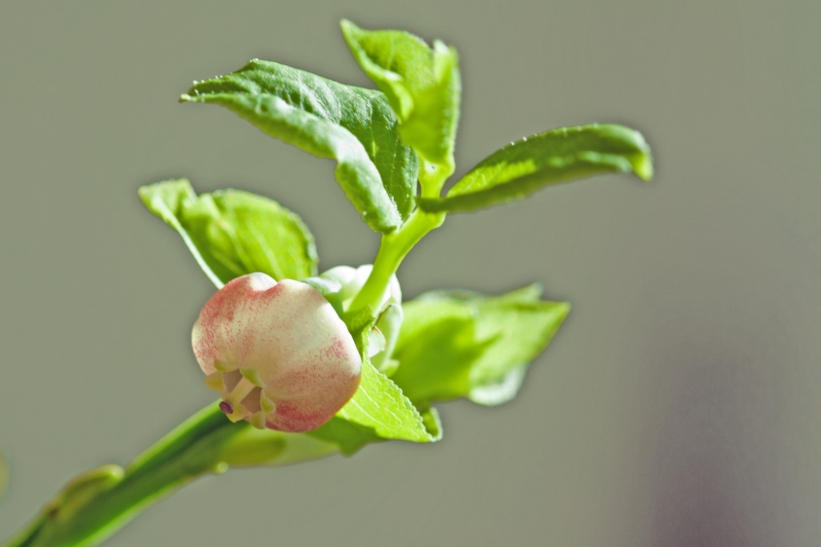 Heidelbeerblüte