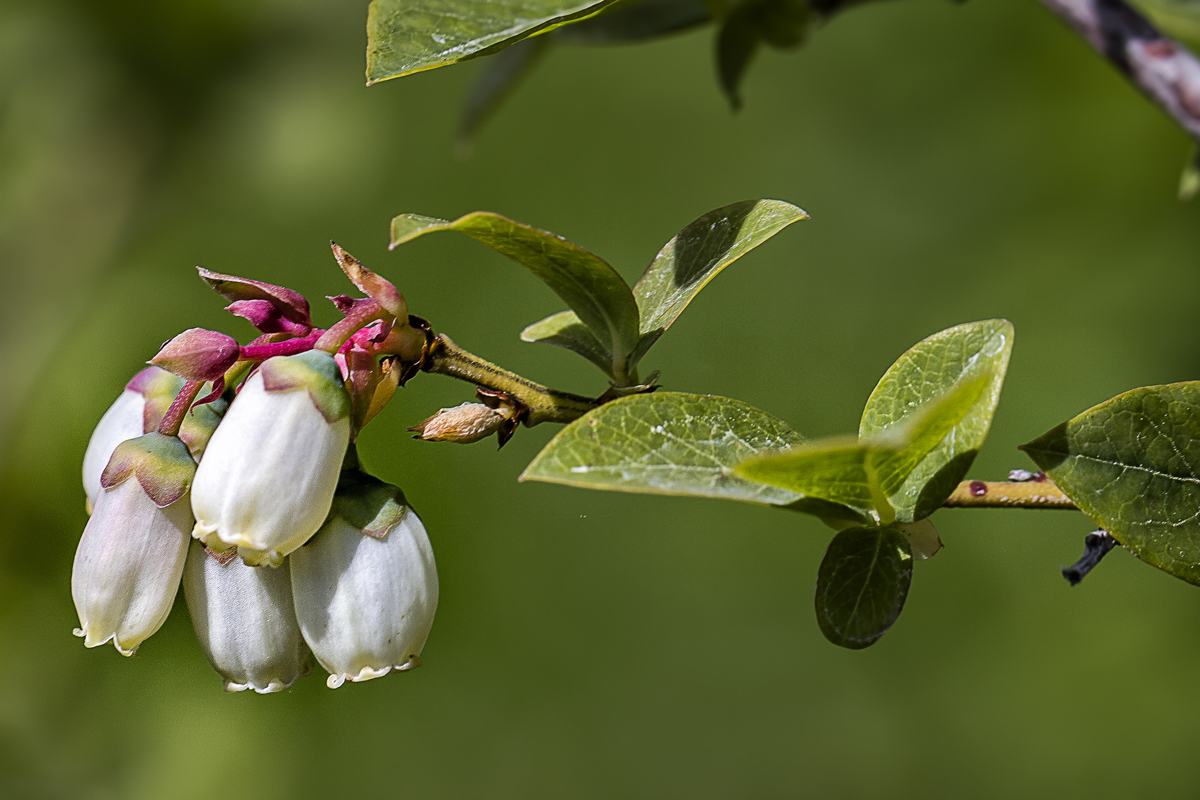 Heidelbeerblüte im Garten