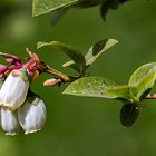 Heidelbeerblüte im Garten