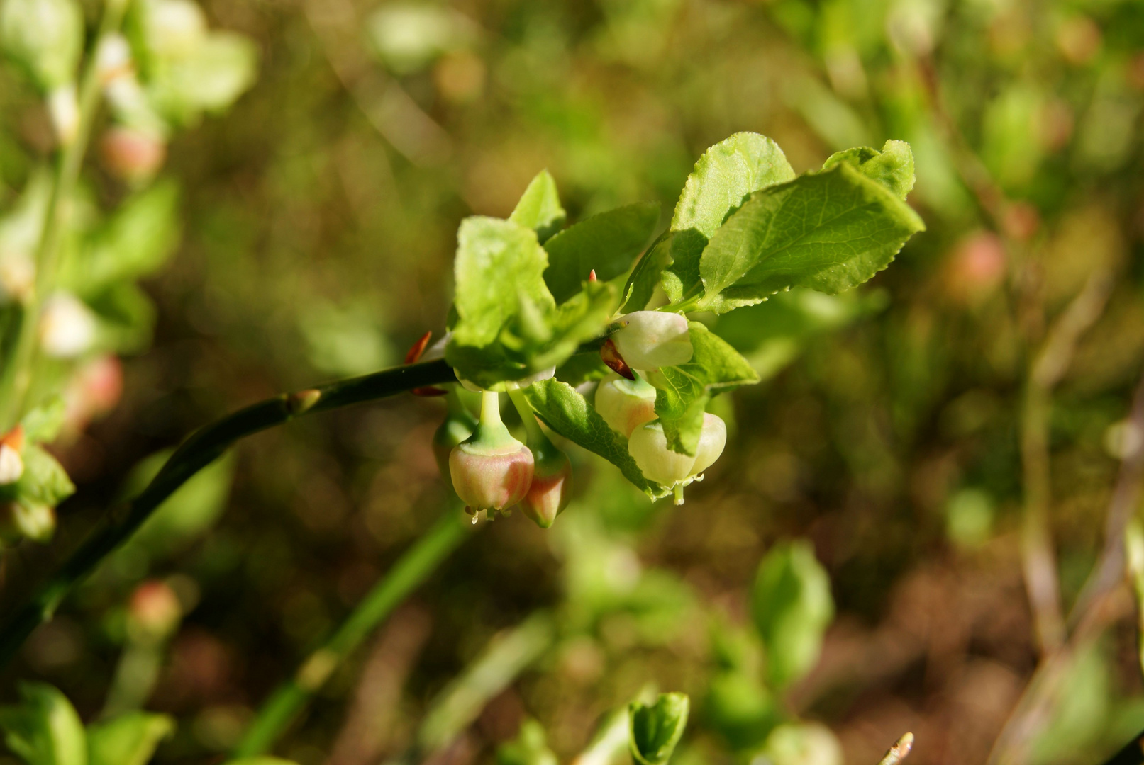 Heidelbeerblüte im Sonnenschein