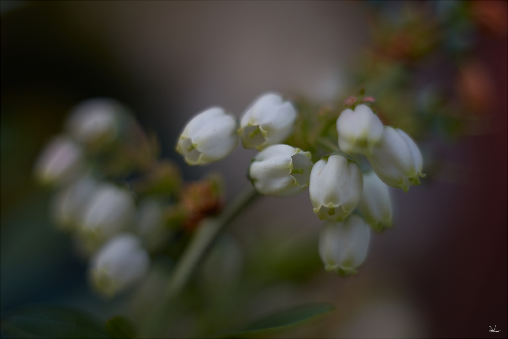 Heidelbeere