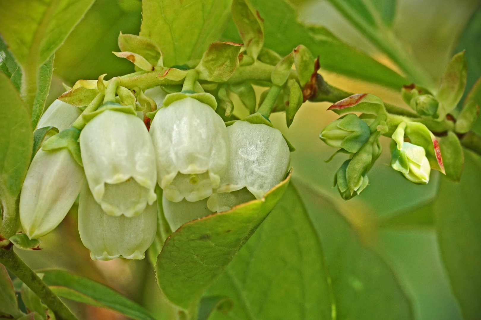 Heidelbeere-Blüte