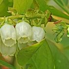 Heidelbeere-Blüte