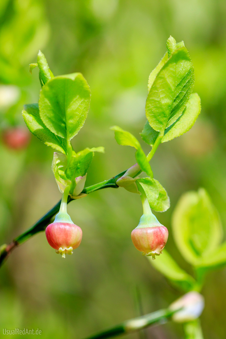 Heidelbeere (Vaccinium myrtillus)