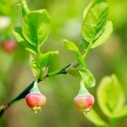 Heidelbeere (Vaccinium myrtillus)