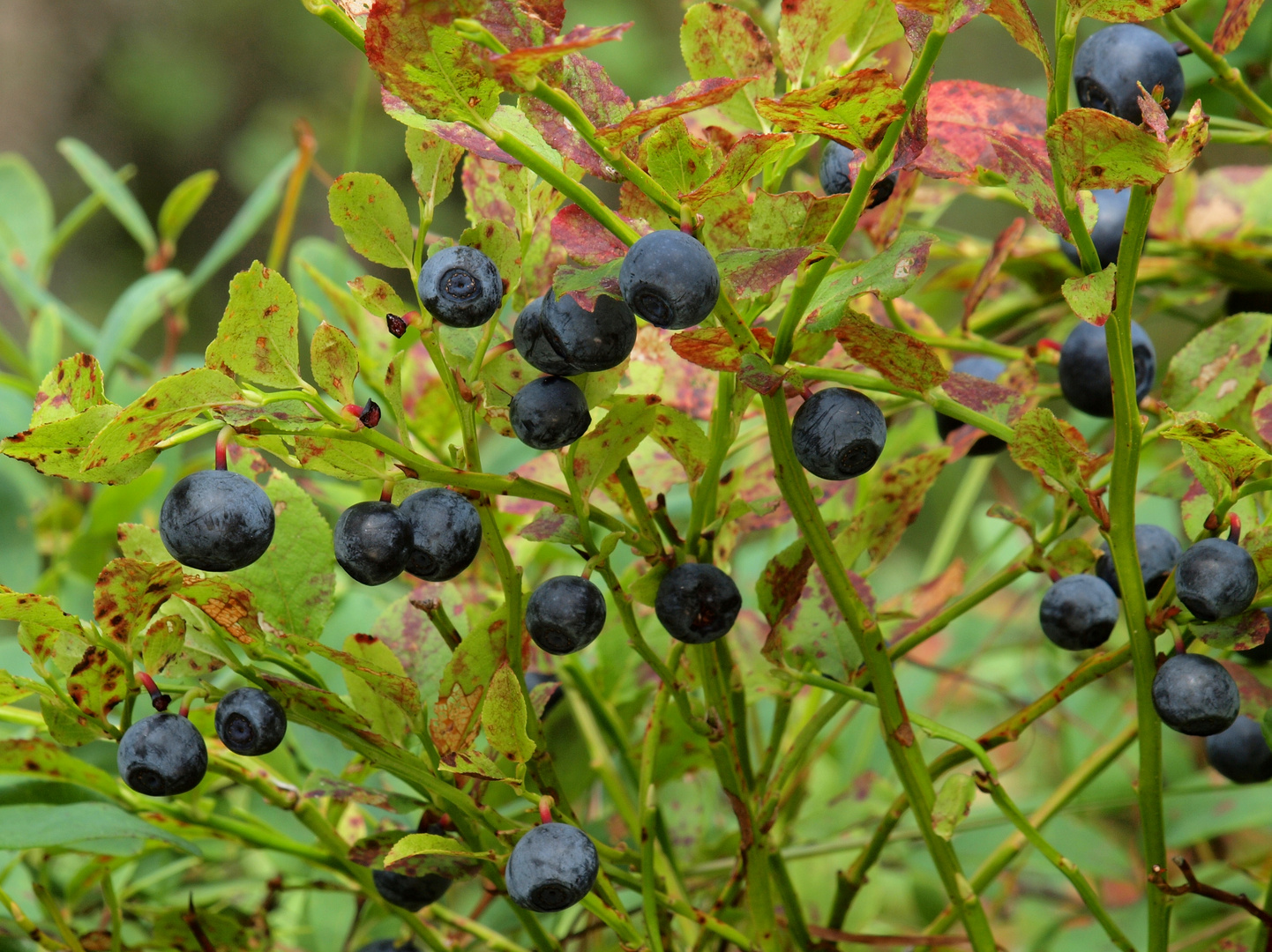 Heidelbeere (Vaccinium myrtillus)