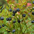 Heidelbeere (Vaccinium myrtillus)