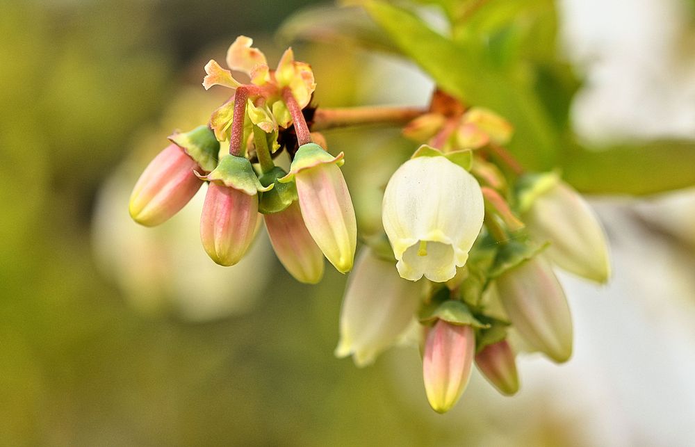 Heidelbeereblüte