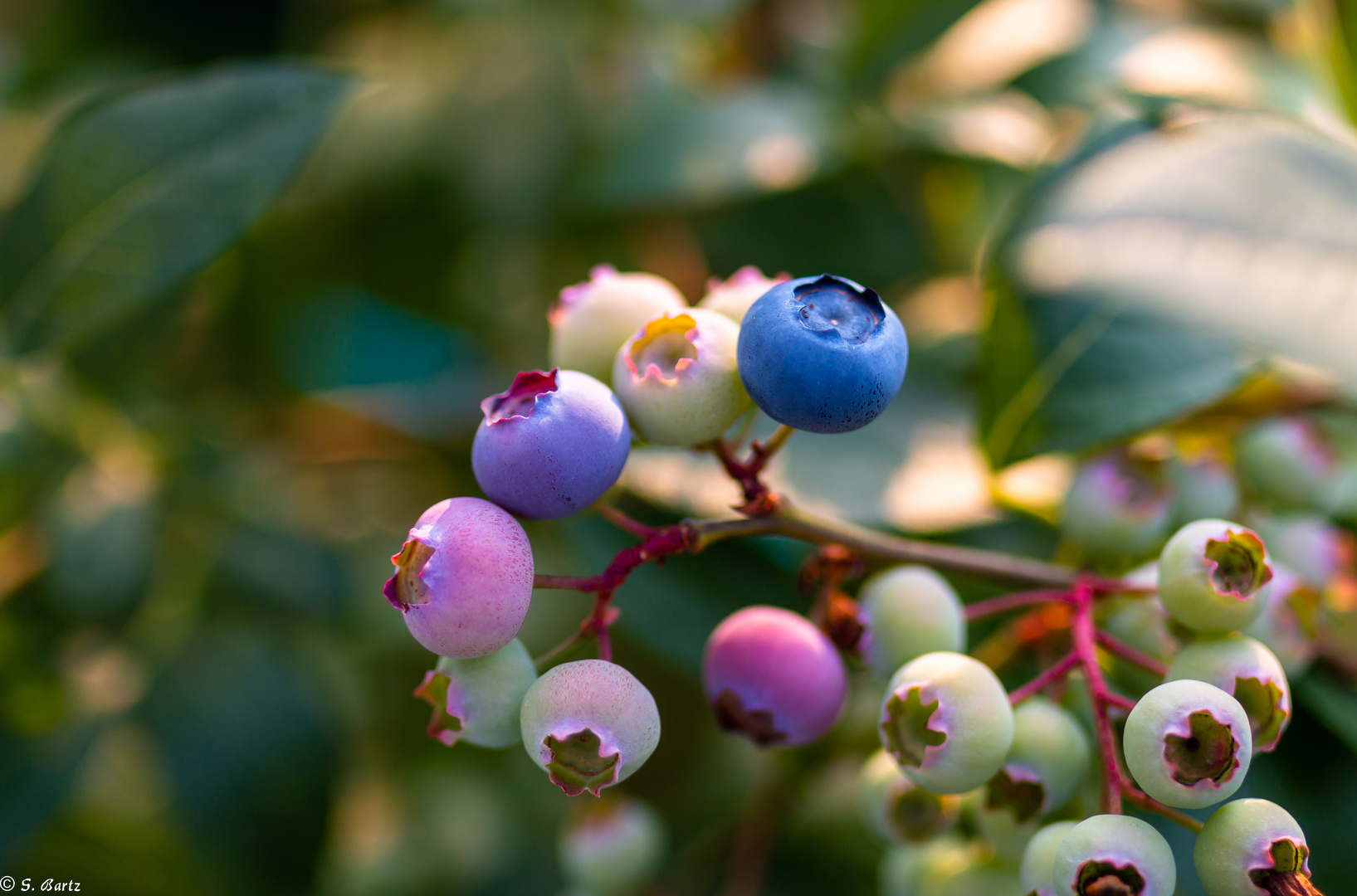 Heidelbeeren (1)