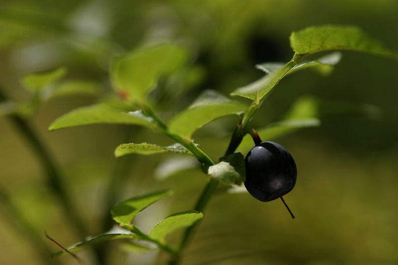 Heidelbeeren