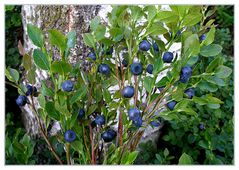 Heidelbeeren