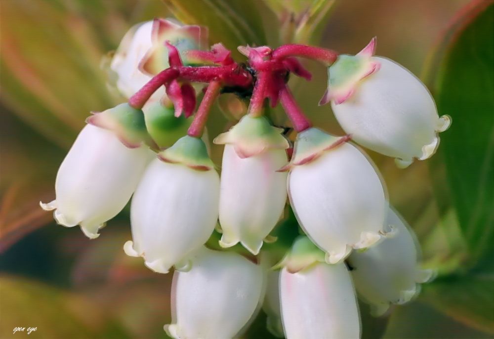 Heidelbeeren 3D Pol 