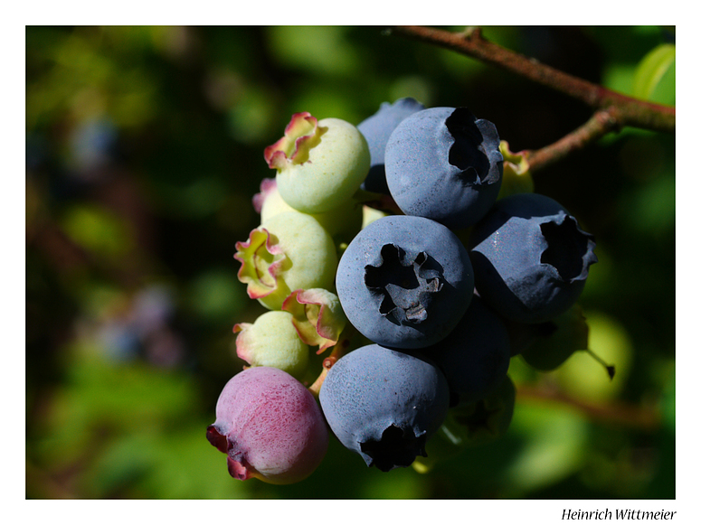 Heidelbeeren