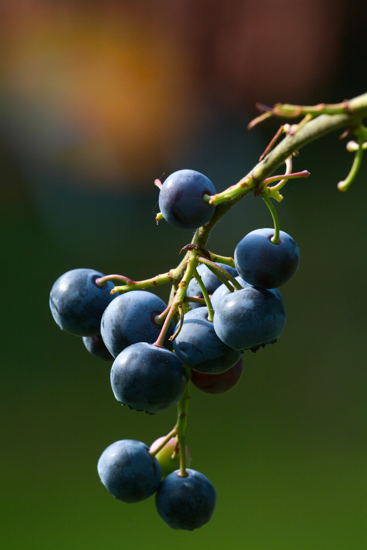 heidelbeeren