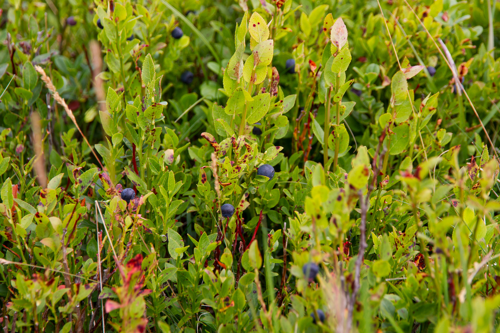 Heidelbeeren