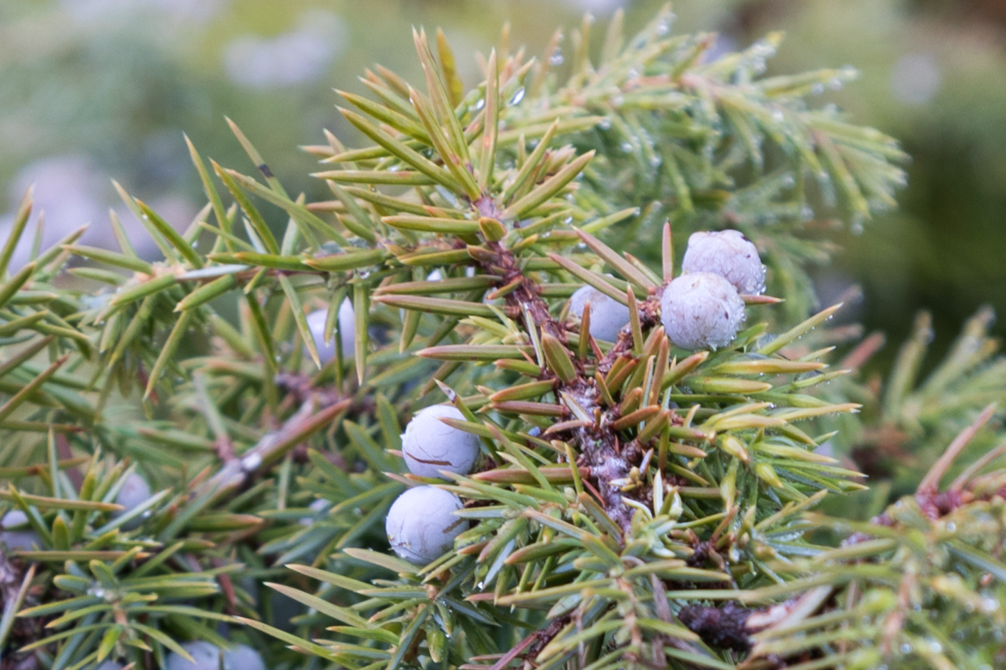 Heidelbeeren auf dem Tannenbaum?