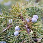 Heidelbeeren auf dem Tannenbaum?