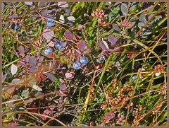 Heidelbeeren