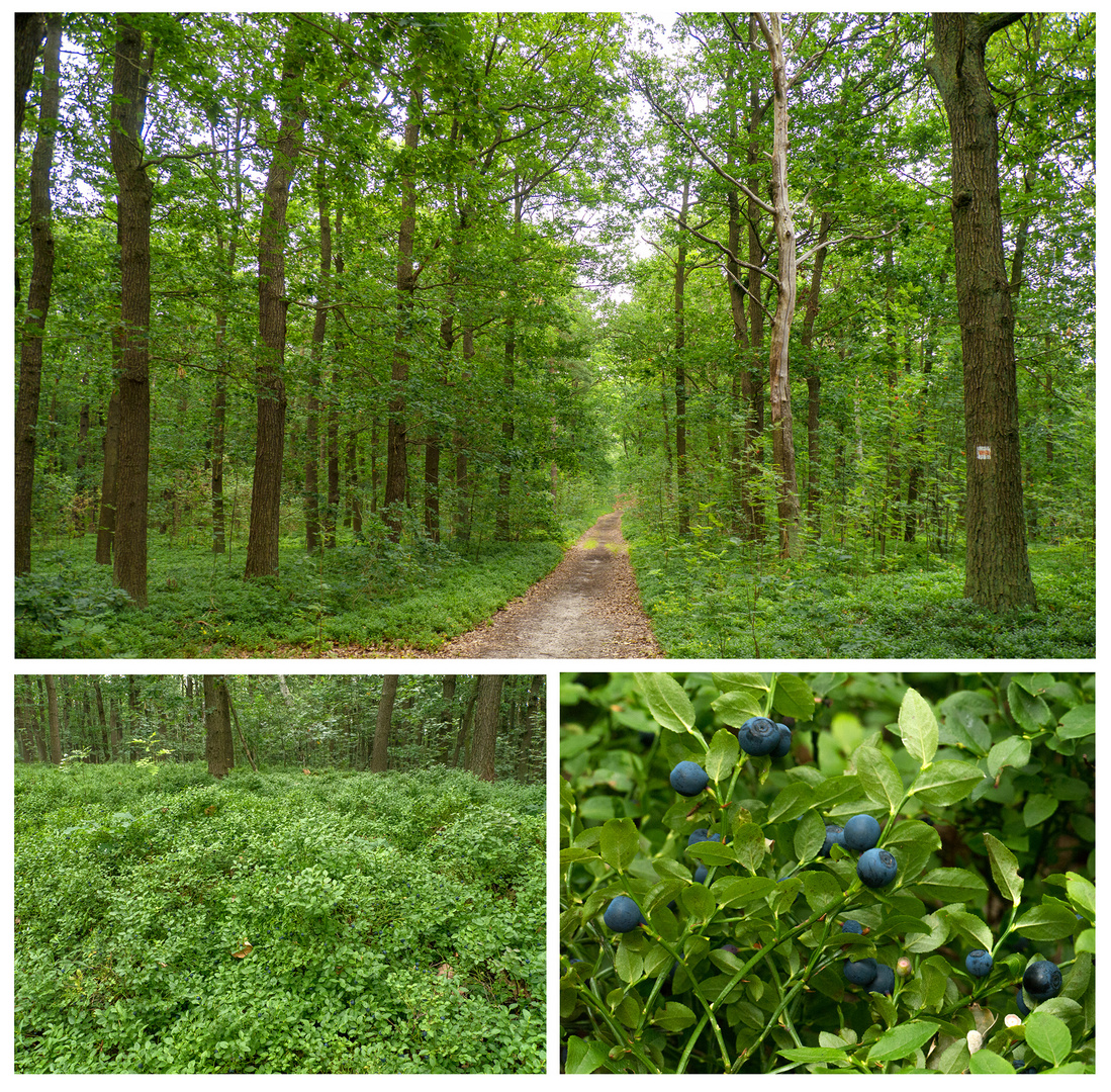 Heidelbeeren